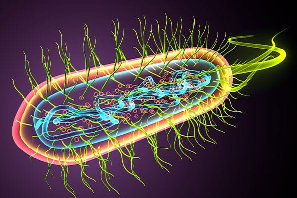 Eschiria Coli
